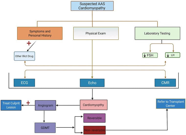 Clinical evaluation algorithm for suspected anabolic-androgenic steroid cardiomyopathy