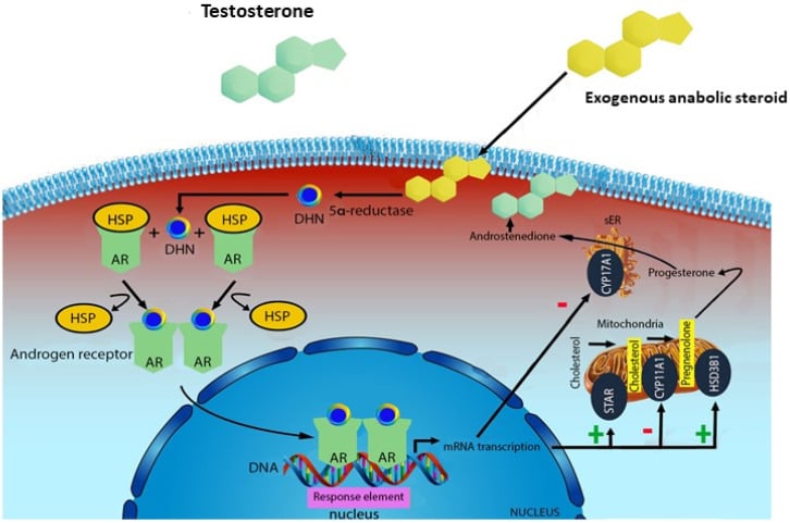 Cellular diagram of exogenous anabolic steroid metabolism and androgen receptor signalling