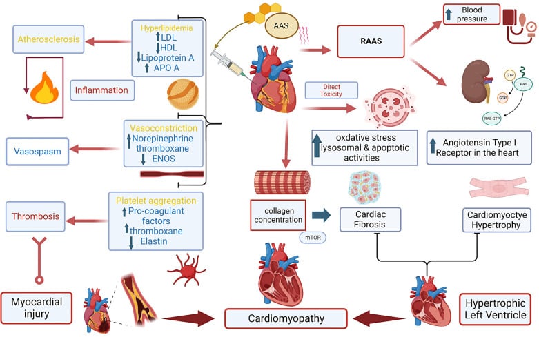 Pathway diagram linking anabolic-androgenic steroids to cardiomyopathy and myocardial injury