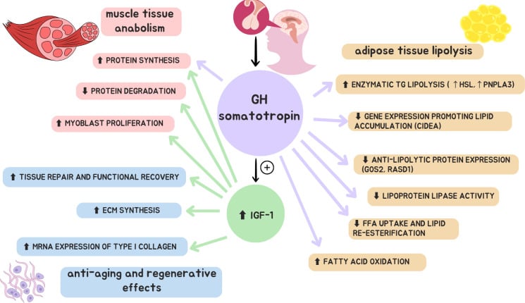 Diagram of growth hormone and IGF-1 effects on muscle, connective tissue and adipose tissue