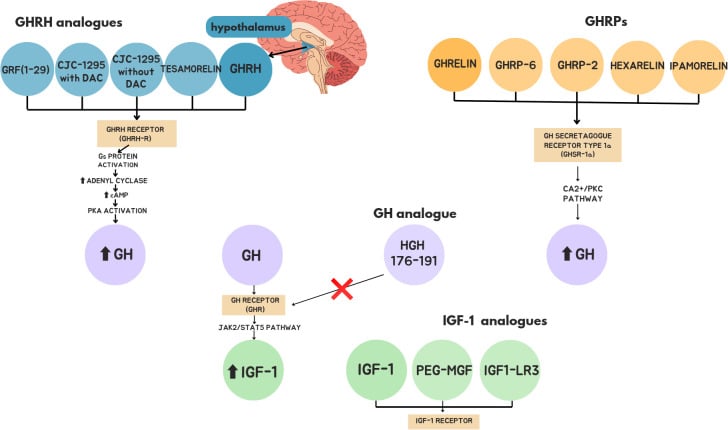 Receptor map of growth-hormone releasing analogues, secretagogues and IGF-1 analogues