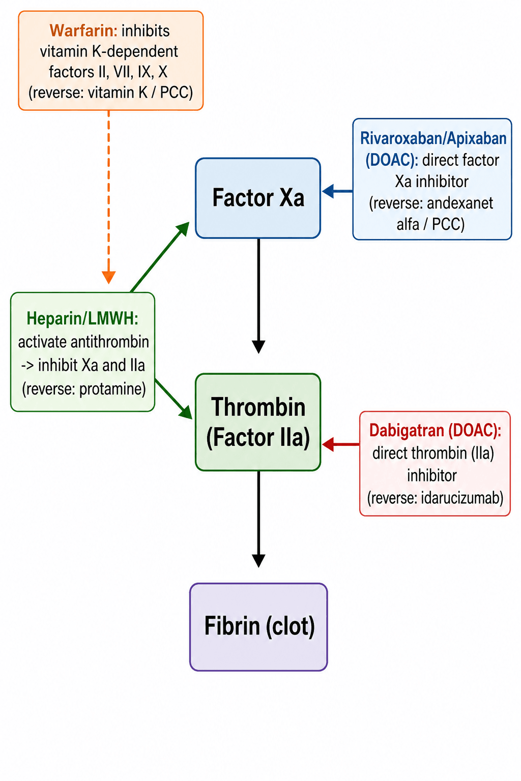 Diagram of the coagulation pathway showing where warfarin, heparin/LMWH, DOACs act and their reversal agents