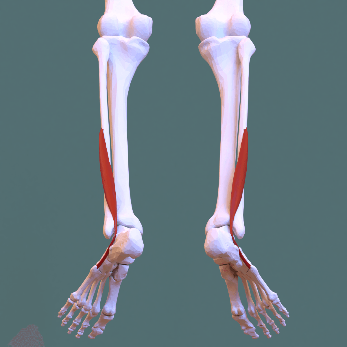 Lateral view of the leg with the fibularis (peroneus) brevis muscle highlighted on the fibula, its tendon passing behind the lateral malleolus to the fifth metatarsal.