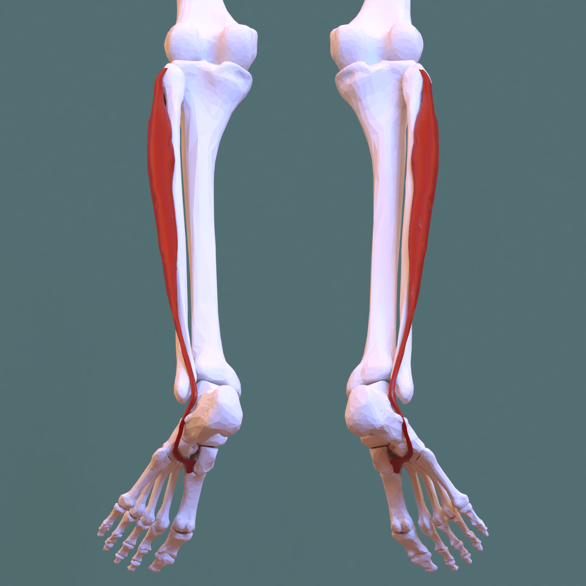 Lateral view of the leg with the fibularis (peroneus) longus muscle highlighted along the fibula and its long tendon curving under the foot.