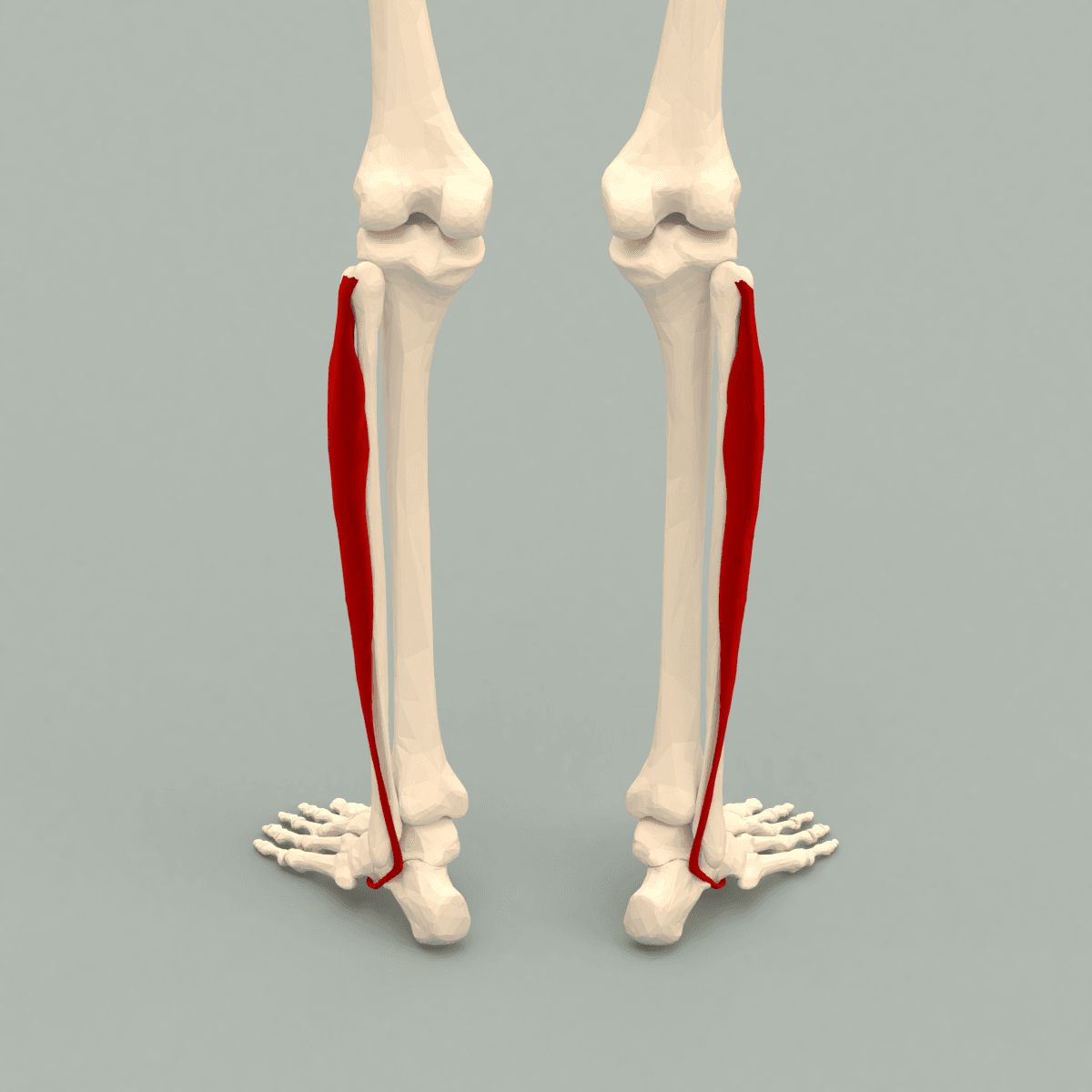 Labelled illustration of the peroneus longus (fibularis longus) muscle and tendon in the lateral compartment of the leg.