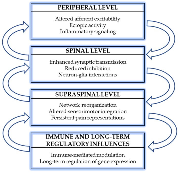 Diagram of the multilevel biological processes in phantom limb pain across peripheral, spinal and supraspinal levels with immune and long-term regulatory influences