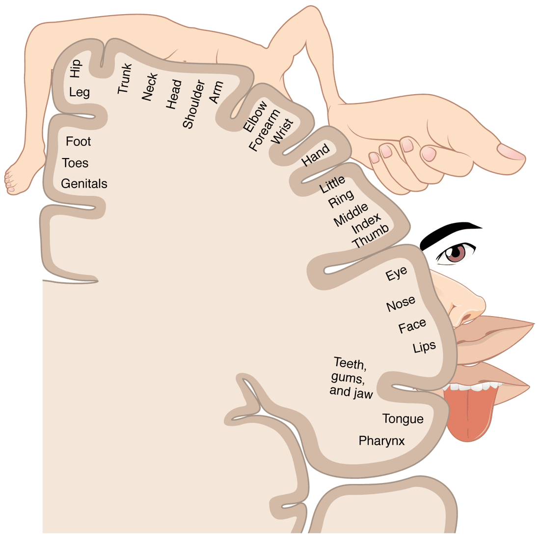 Sensory homunculus mapped along the primary somatosensory cortex