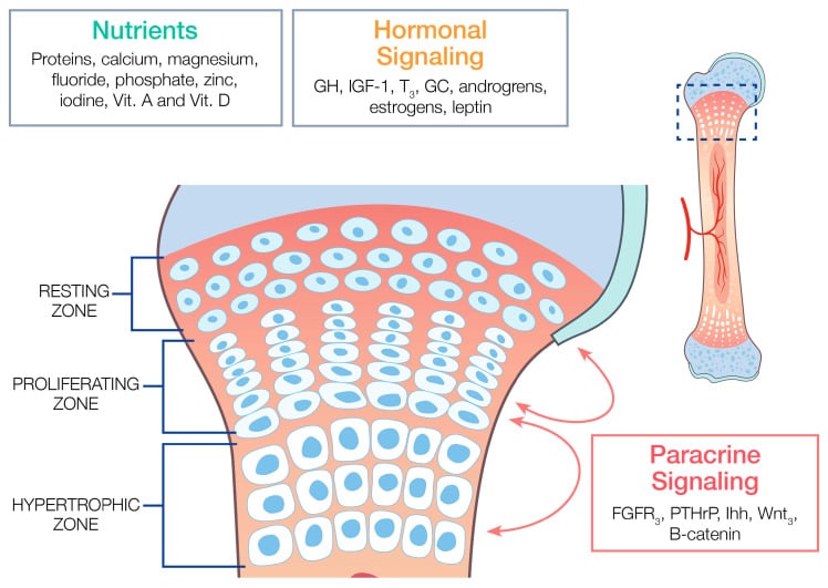 Epiphyseal growth plate diagram showing resting, proliferating and hypertrophic zones regulated by nutrients, systemic hormones and local paracrine signals