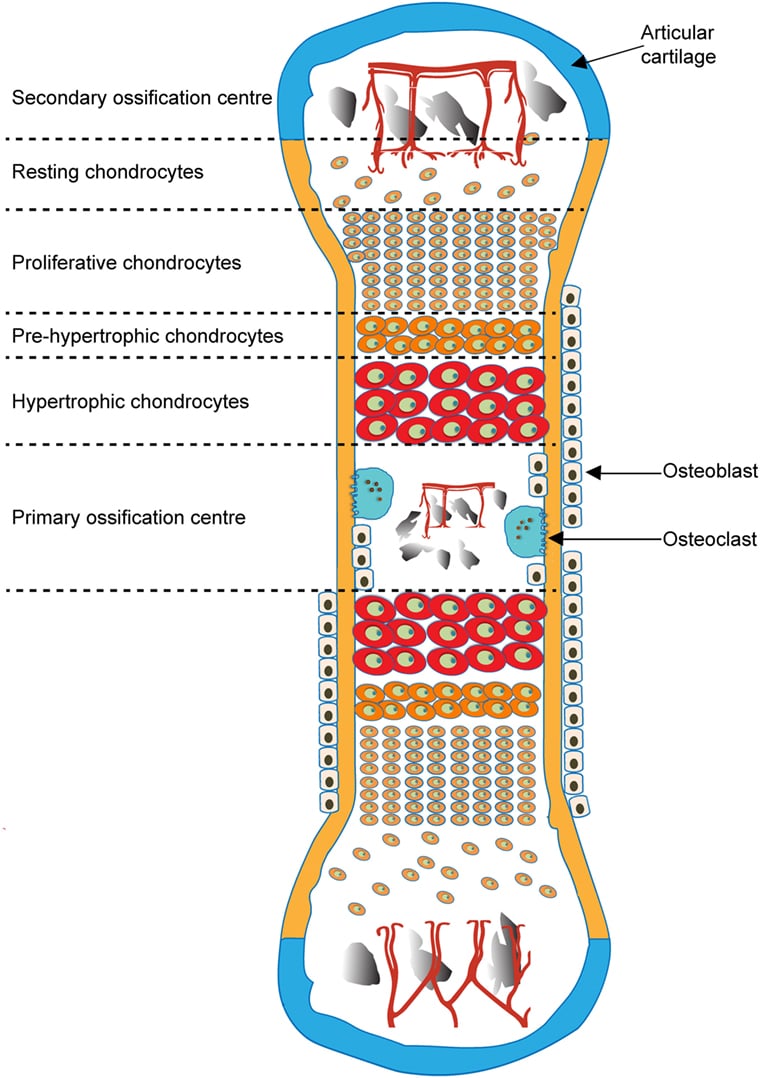 Schematic of a long bone showing both growth plates with the resting, proliferative, pre-hypertrophic and hypertrophic chondrocyte zones, the primary and secondary ossification centres, articular cartilage, osteoblasts and osteoclasts