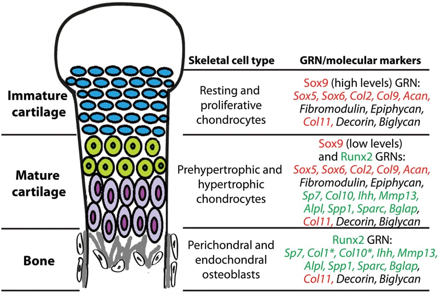 Schematic of the growth plate zones (resting, proliferative, prehypertrophic, hypertrophic, bone) with associated cell types and molecular markers Sox9 and Runx2