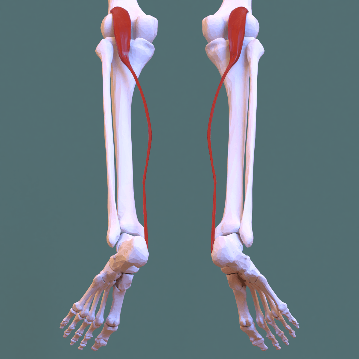 Posterior view of the leg with the small plantaris muscle belly and its long slender tendon highlighted between gastrocnemius and soleus.