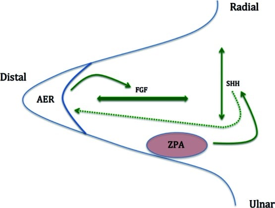 Limb-bud schematic showing the apical ectodermal ridge, FGF signalling and the ulnar zone of polarising activity with SHH signalling