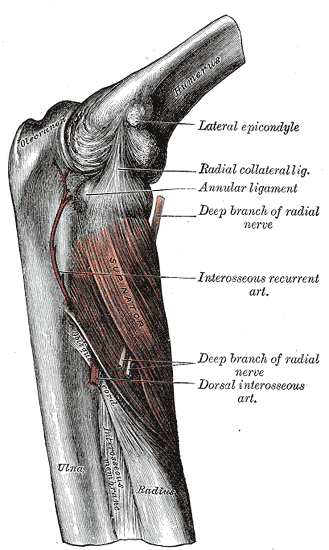 Anatomical plate of the deep branch of the radial nerve passing into supinator at the lateral elbow