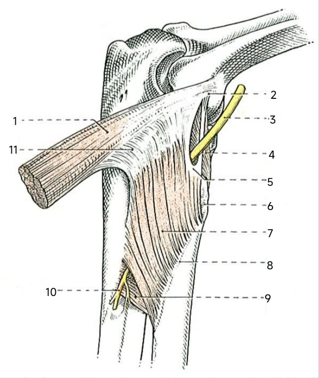 Diagram of the posterior interosseous nerve passing through the supinator at the arcade of Frohse