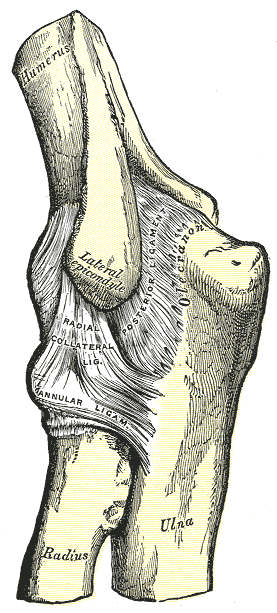 Gray anatomical plate of the lateral aspect of the elbow showing the radial collateral ligament, annular ligament and lateral epicondyle.