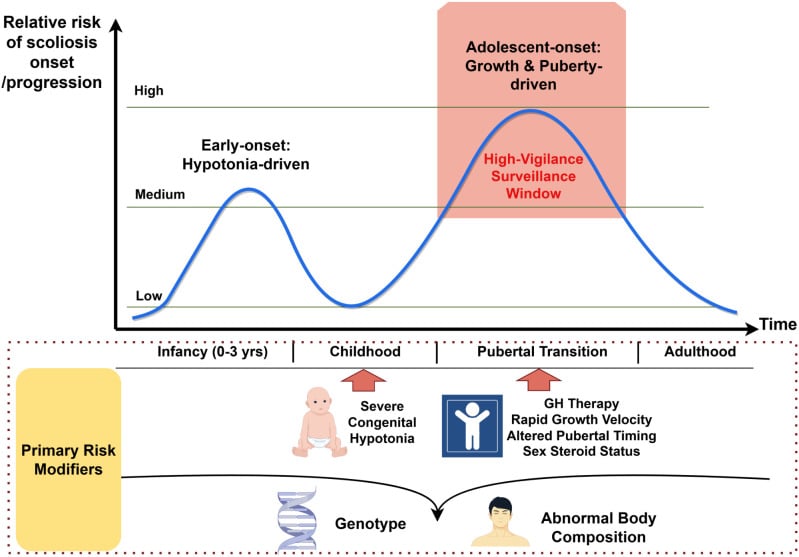 Bimodal scoliosis-risk periods in Prader-Willi syndrome
