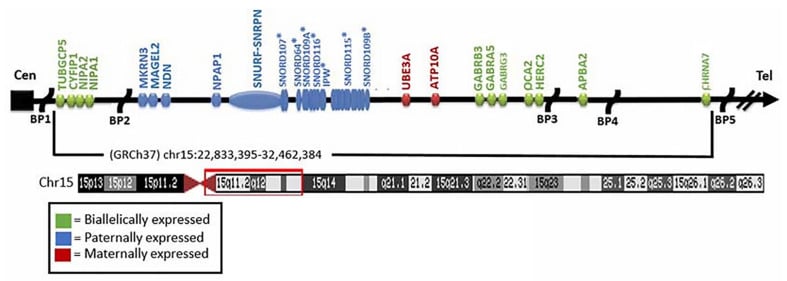 Chromosome 15q11–q13 imprinted gene and breakpoint map