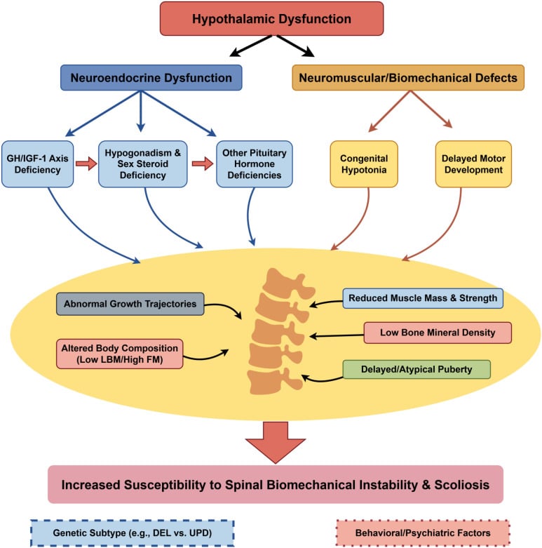 Neuroendocrine and biomechanical pathways contributing to scoliosis