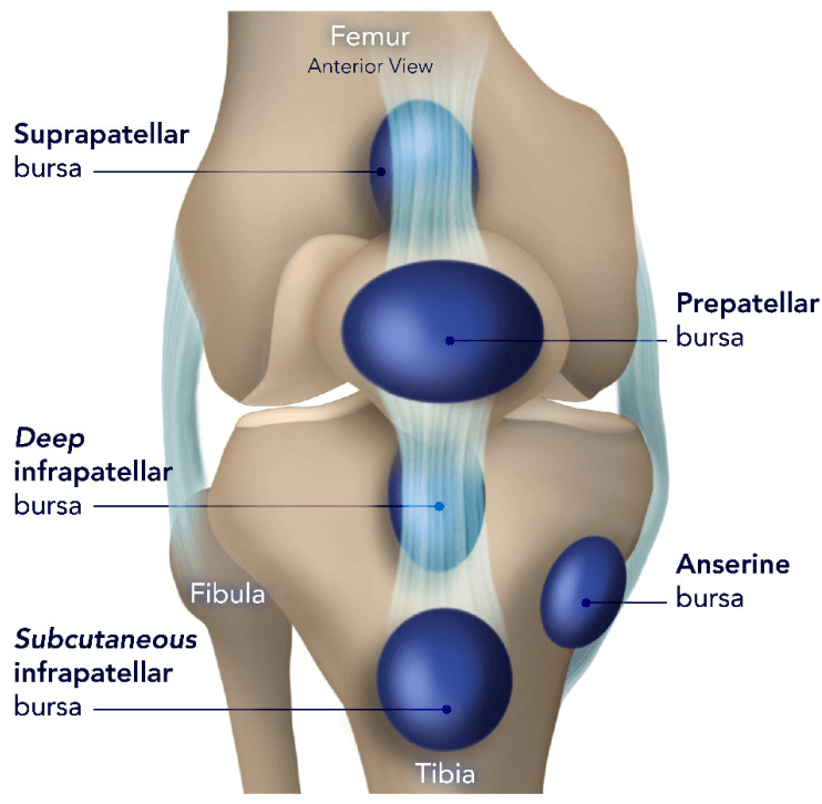 Schematic of the bursae around the knee joint showing the anatomical location of each major bursa