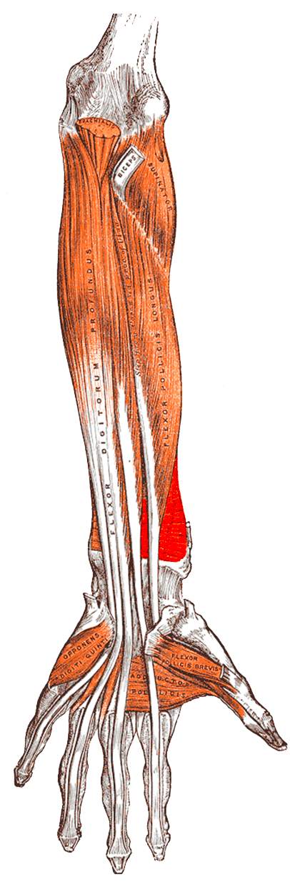 Anterior view of the bones of the right forearm with a square muscle highlighted between the distal shafts of the radius and ulna.