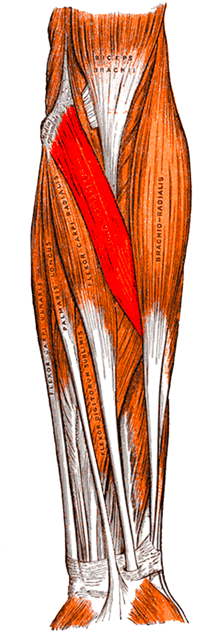 Anterior view of the right forearm musculature with pronator teres highlighted running obliquely from the medial epicondyle to the radius.