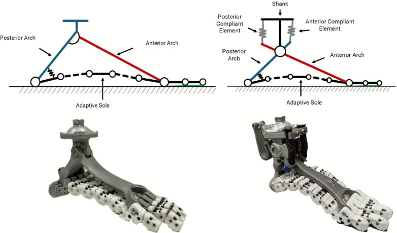 Schematics and prototypes of two adaptive multi-segment prosthetic feet with posterior and anterior arches and an adaptive sole