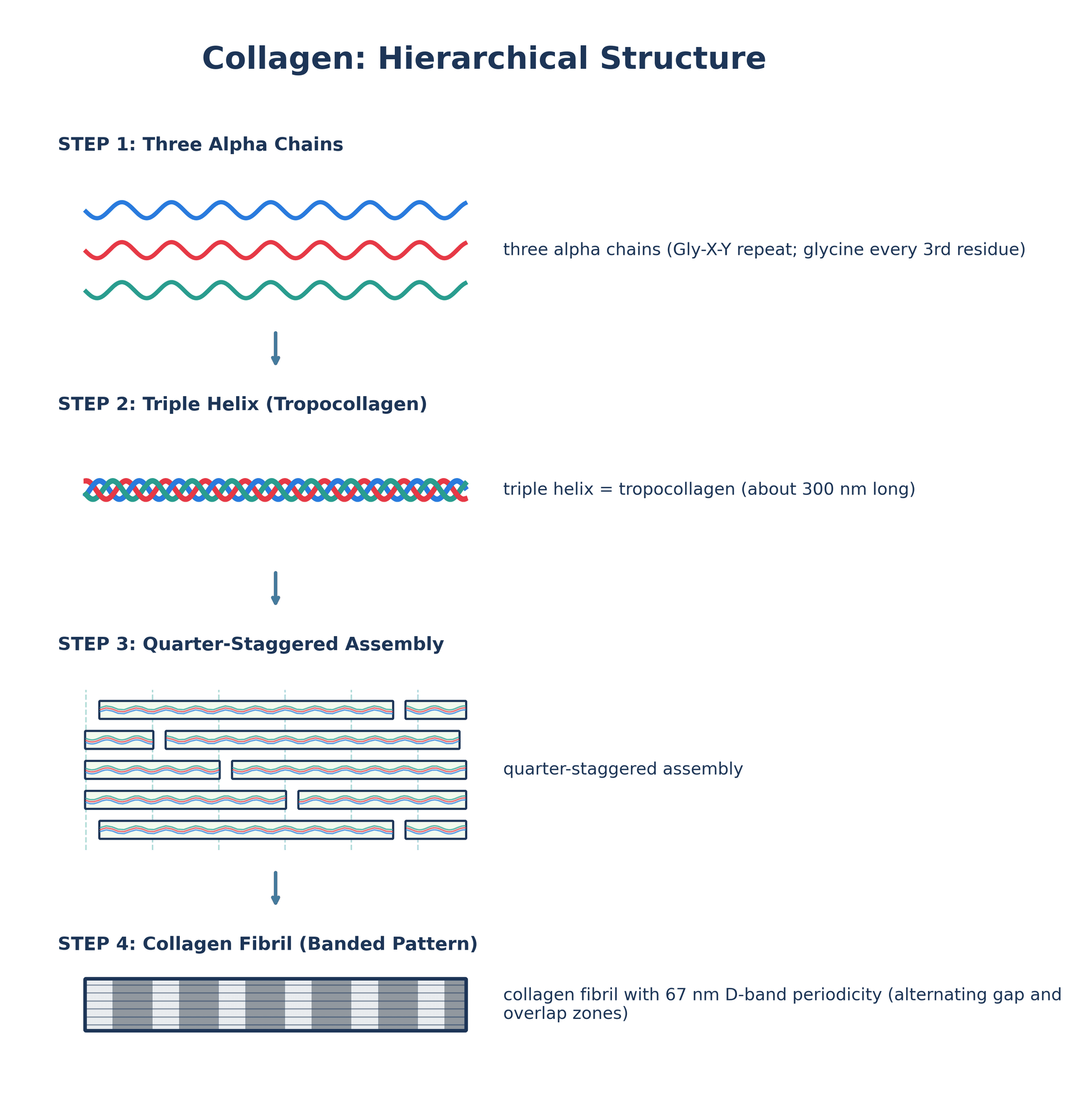 Hierarchical structure of collagen from three alpha chains to triple helix to quarter-staggered fibril with 67 nm D-band periodicity