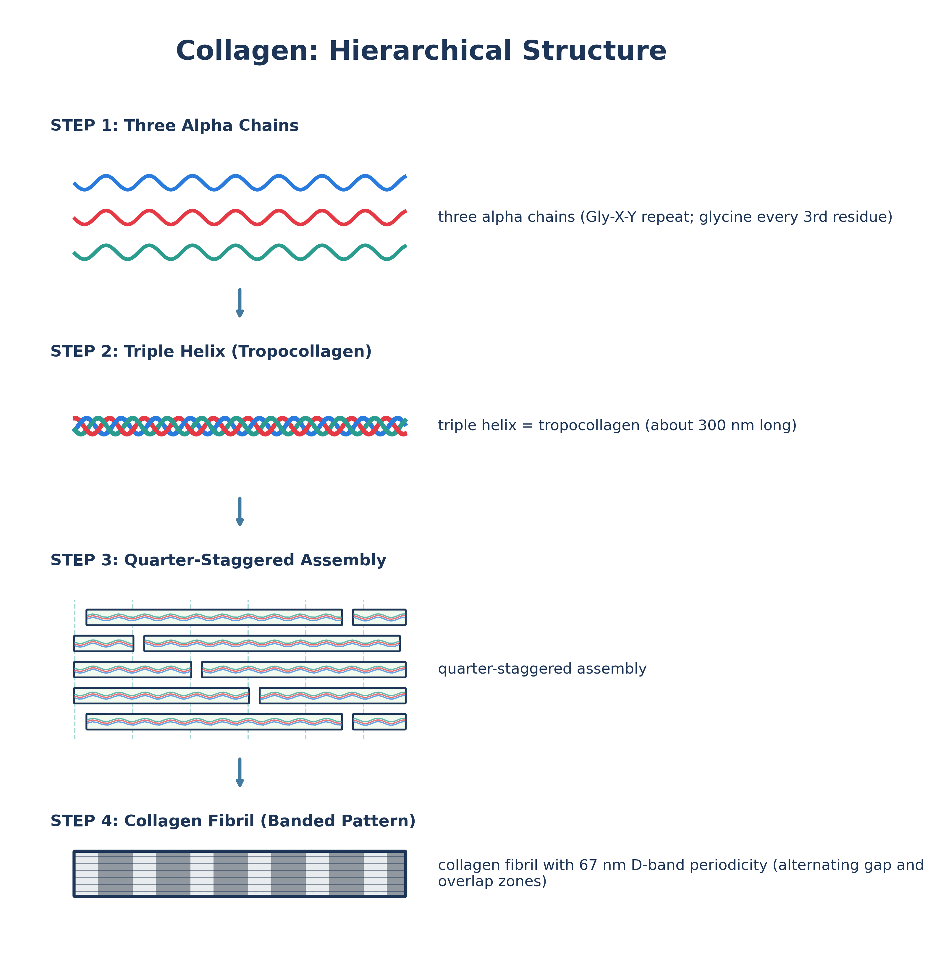Hierarchical structure of collagen from three alpha chains to triple helix to quarter-staggered fibril with 67 nm D-band periodicity
