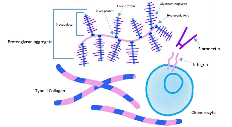 Schematic of cartilage extracellular matrix with type II collagen, proteoglycan aggregates, hyaluronic acid, glycosaminoglycan chains and a chondrocyte.