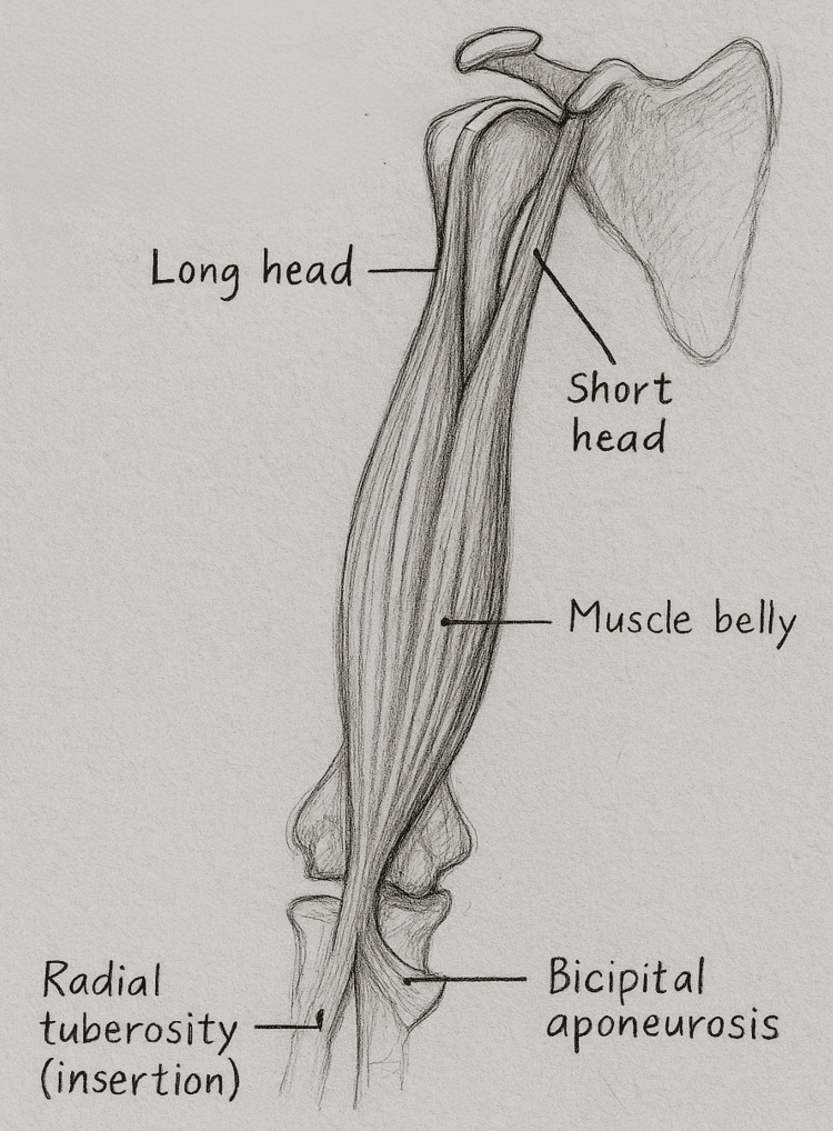 Labelled pencil illustration of biceps brachii showing the long head, short head, muscle belly, radial tuberosity insertion and bicipital aponeurosis