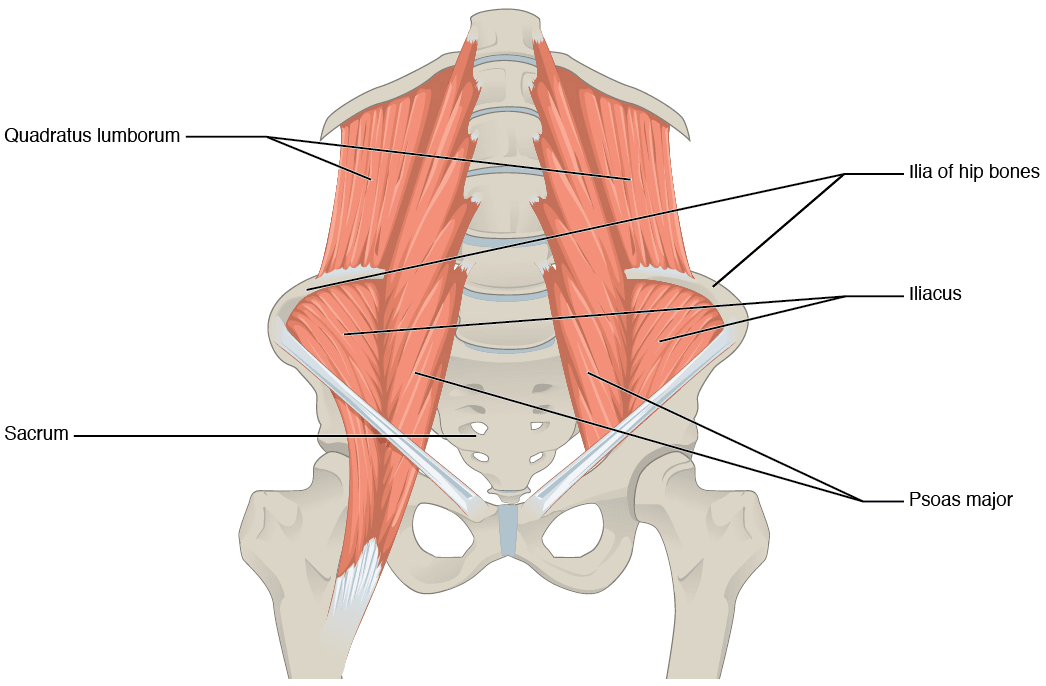 Posterior anatomical illustration of the lumbar spine and pelvis with psoas major, iliacus and quadratus lumborum labelled.