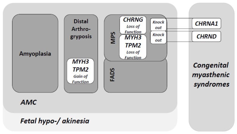 Diagram of overlapping genetic causes across the arthrogryposis and fetal akinesia spectrum