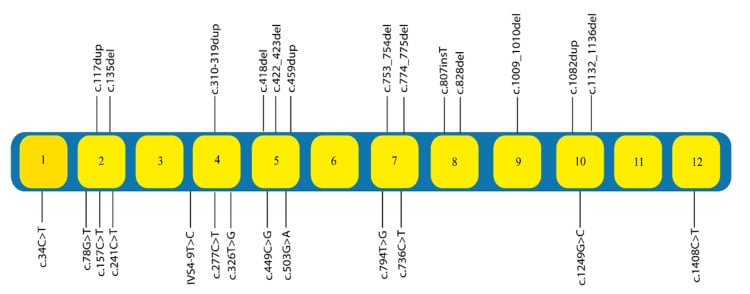 Map of Escobar syndrome variants across the 12 exons of CHRNG