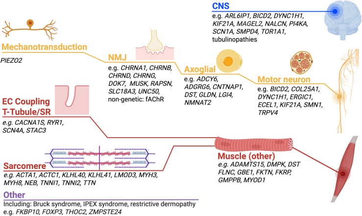 Diagram of neuromuscular pathways and genes causing fetal akinesia