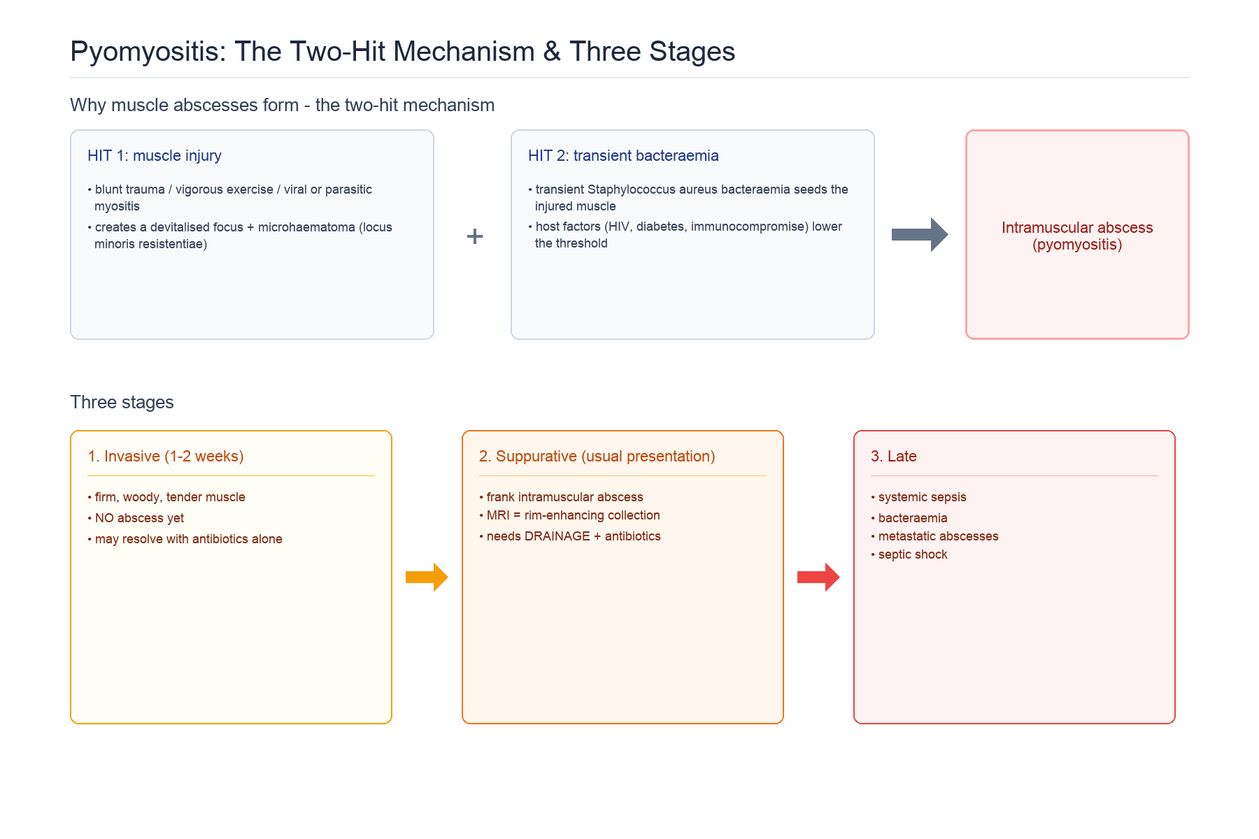 Diagram of the pyomyositis two-hit mechanism (muscle injury plus transient bacteraemia) and the three clinical stages (invasive, suppurative, late)