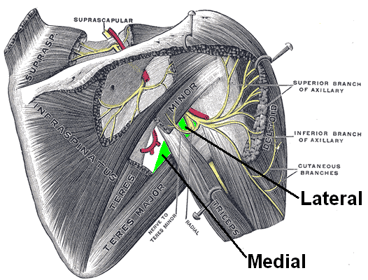 Posterior Gray anatomy plate of the scapular region with coloured arrows marking the quadrangular and triangular spaces around the long head of triceps