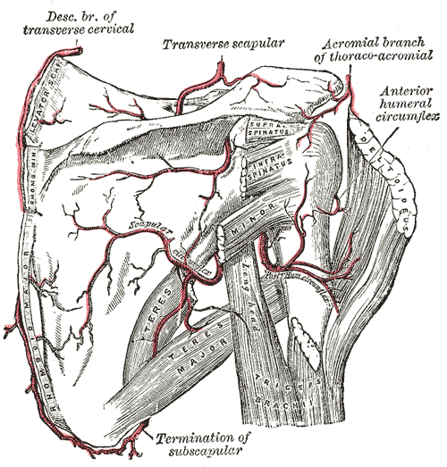 Posterior view of the scapula showing the scapular arterial anastomosis including the circumflex vessels.