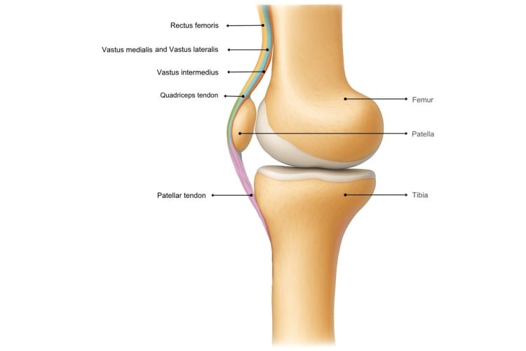 Sagittal anatomical illustration showing rectus femoris superficial to the combined vastus medialis and lateralis layer, with vastus intermedius deepest as the quadriceps tendon approaches the superior patellar pole.