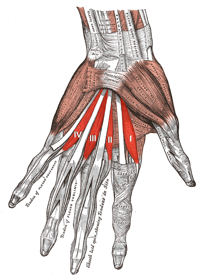 Palmar anatomical plate of the four lumbrical muscles arising from the flexor digitorum profundus tendons.