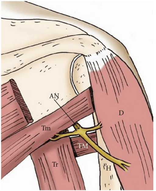 Posterior-view anatomical drawing of the axillary nerve within the quadrilateral space