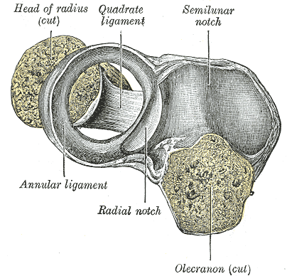 Annular ligament of the radius viewed from above, encircling the radial notch with the radial head removed