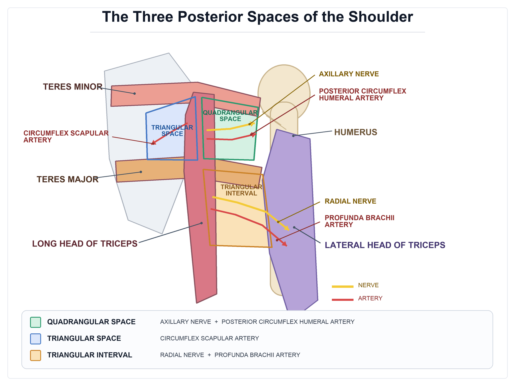 Schematic of the posterior shoulder showing the three spaces (quadrangular space, triangular space, triangular interval) with their muscular boundaries and neurovascular contents.