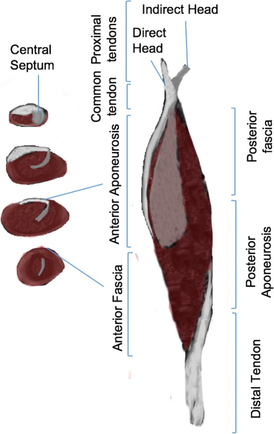 Diagram of the direct and indirect heads, central septum, aponeuroses and fascia of rectus femoris
