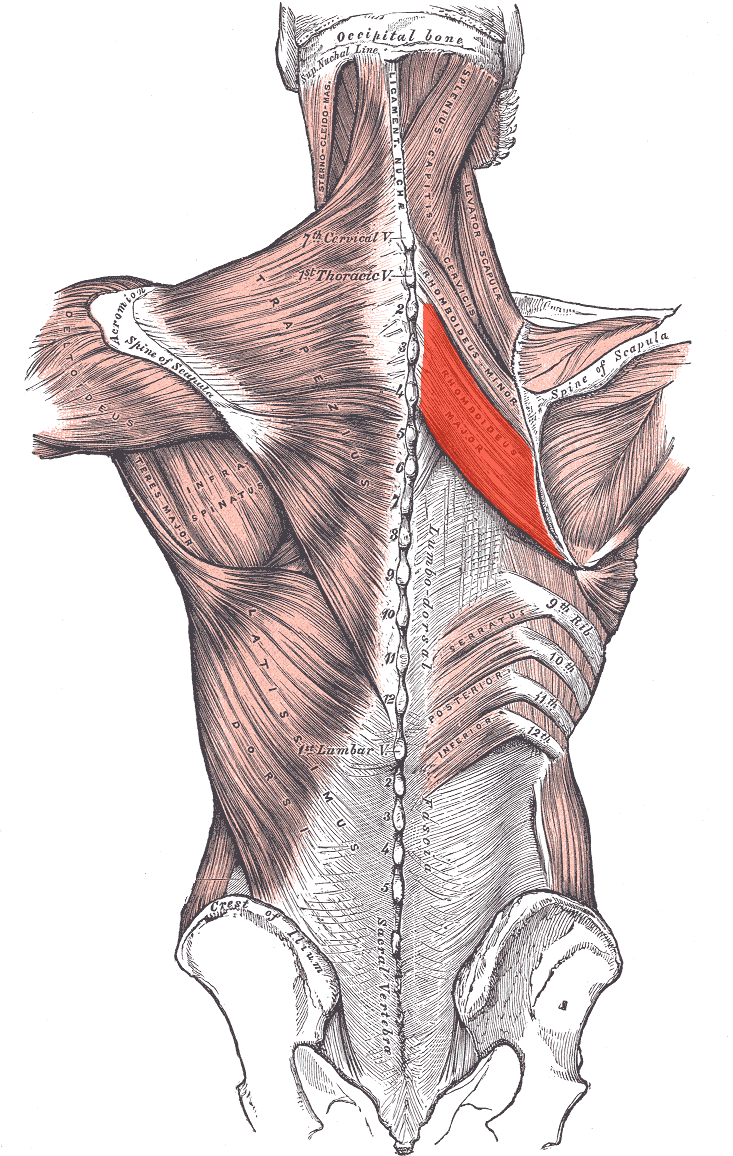 Posterior view of the back with rhomboid major highlighted between the thoracic spinous processes and the medial scapular border.
