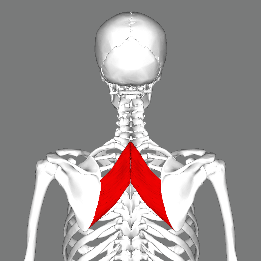 Anatomical illustration of the rhomboid major muscle passing obliquely from the vertebral spines to the scapula.