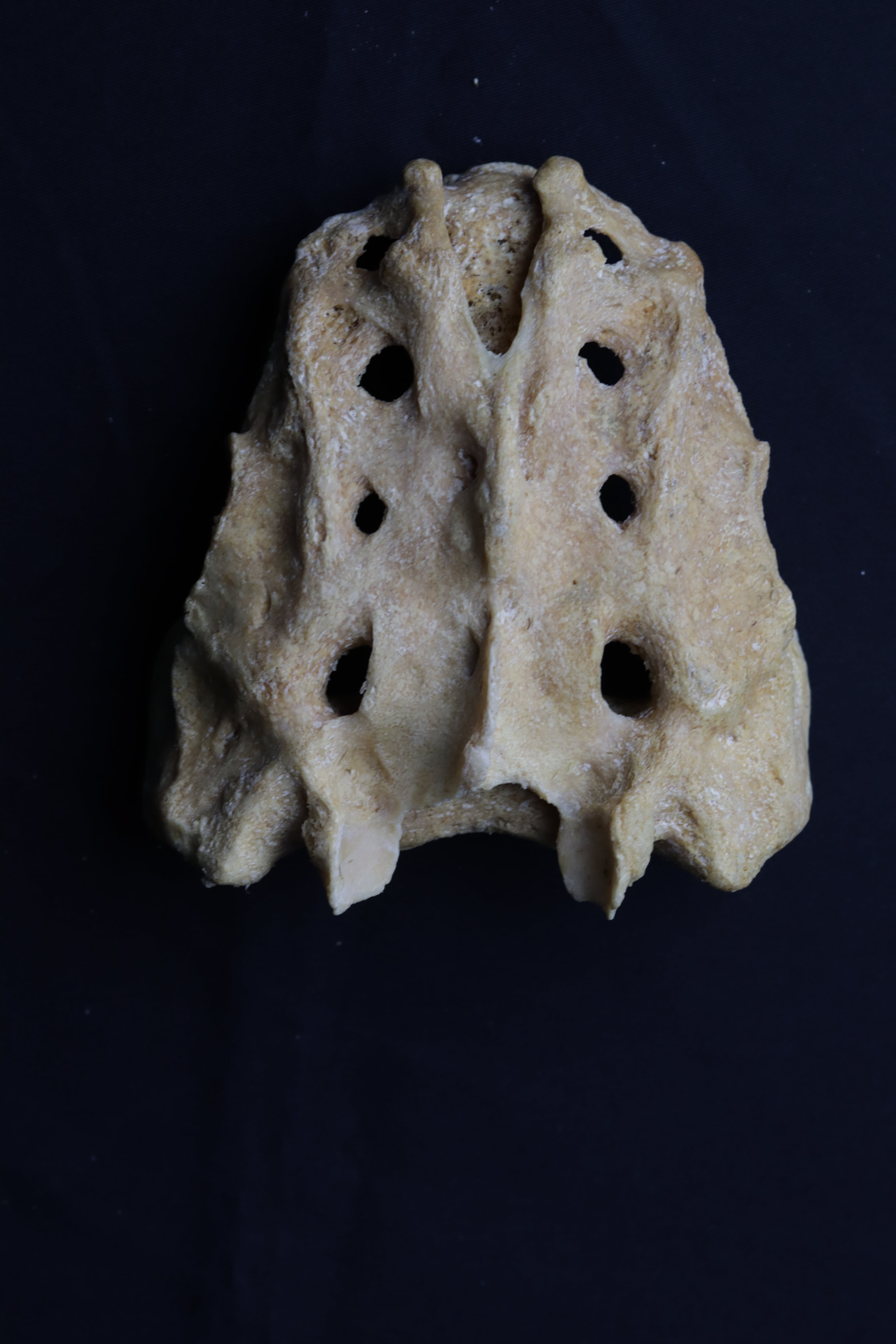Photograph of a dry human sacrum specimen viewed from the front, showing the anterior sacral foramina.
