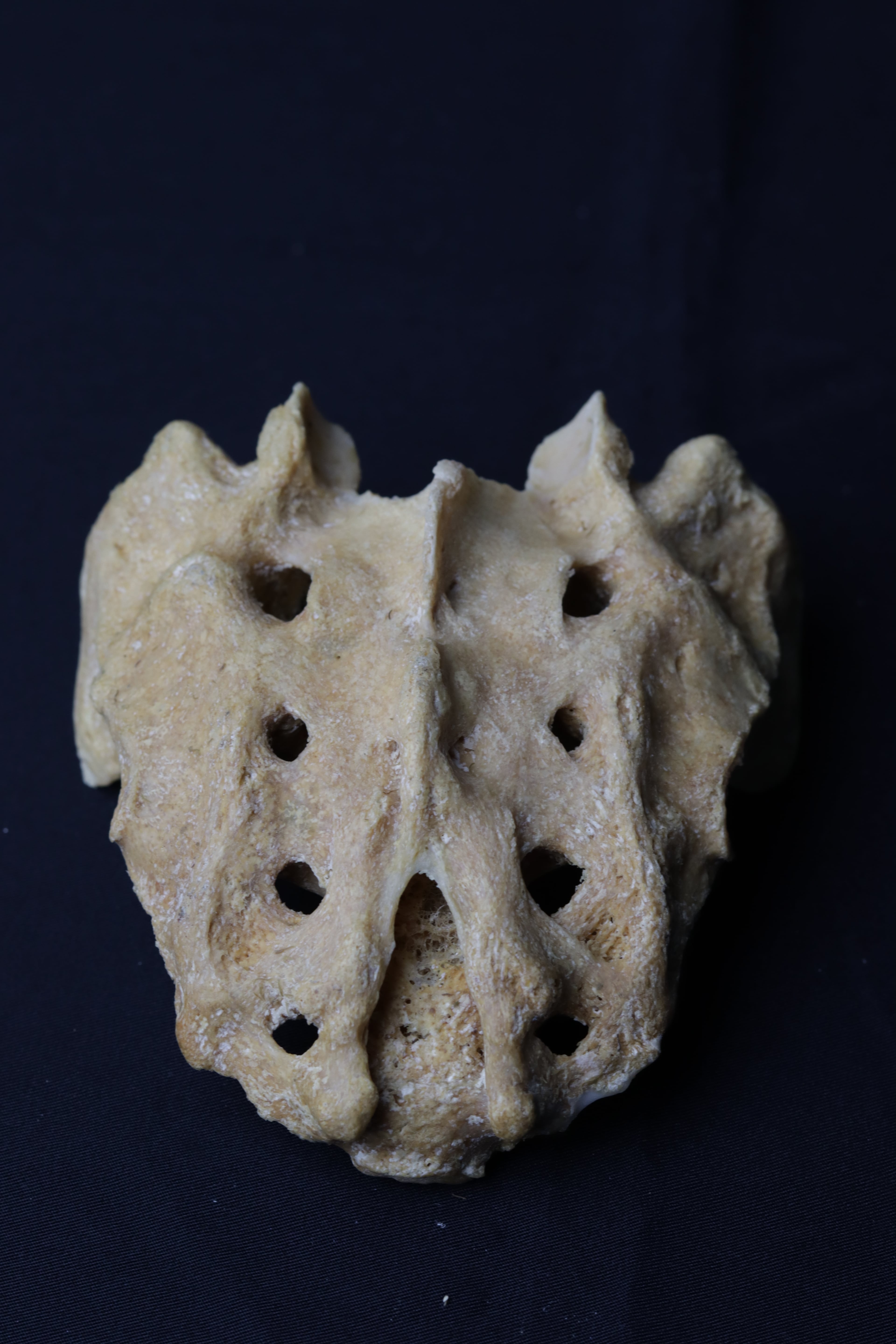 Photograph of a dry human sacrum specimen viewed obliquely showing sacral foramina and the lateral mass.