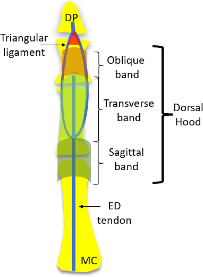 Longitudinal diagram of the sagittal, transverse and oblique bands of the dorsal hood along the ED tendon, with the triangular ligament distally