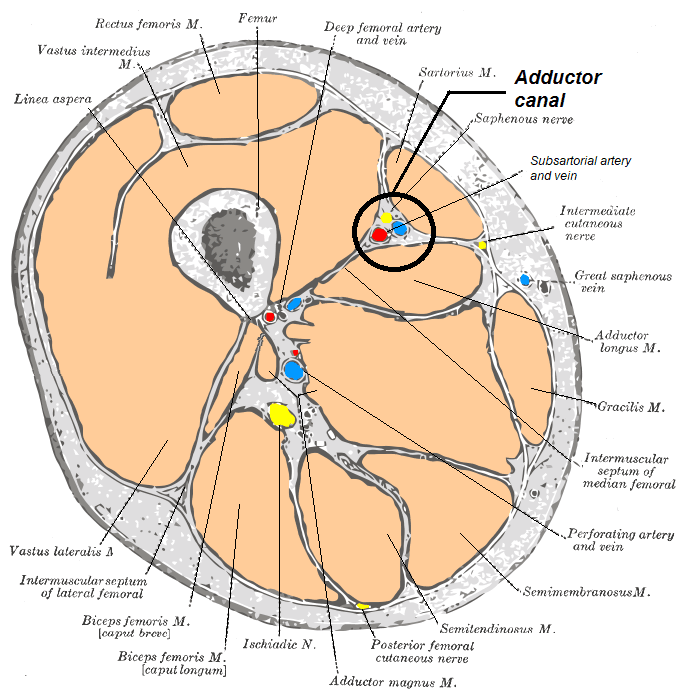 Cross-sectional anatomy diagram of the mid-thigh labelling the adductor (subsartorial) canal, with sartorius, vastus medialis, adductor longus/magnus and the femoral vessels.