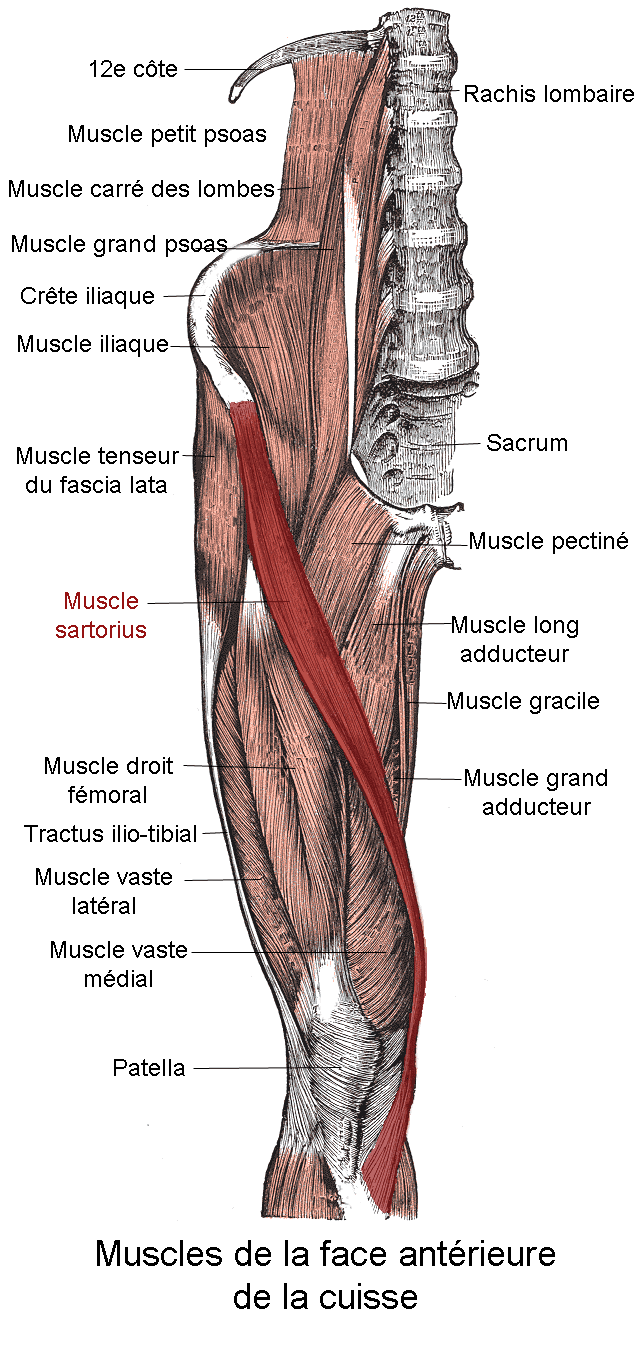 Anatomy overview plate of the anterior thigh with the sartorius muscle highlighted, spiralling from the ASIS region across to the medial knee.